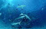 Karibische Riffhaie und Schwarzspitzenhaie