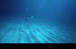 Schwarzspitzenhai und Taucher ueber gefurchtem Meeresboden