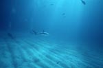 Schwarzspitzenhai und Taucher ueber sandigem Meeresgrund