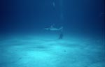 Taucher am Meeresboden schaut zum Schwarzspitzenhai