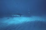 Ein Schwarzspitzenhai gleitet ueber den hellen Meeresgrund