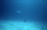 Taucher am hellen Meeresboden beobachtet Schwarzspitzenhai