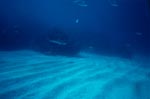 Schwarzspitzenhai ueber gefurchtem Meeresgrund
