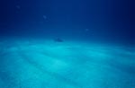 Karibischer Riffhai ueber hellem Meeresgrund