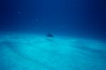 Karibischer Riffhai (Carcharhinus perezi)