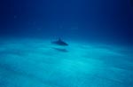 Karibischer Riffhai ueber sandigem Meeresboden