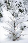 Kleiner Buchenbaum im Winter