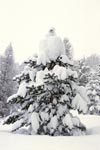 Verschneiter Tannenbaum