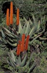 Wild-wachsende Aloe Ferox 