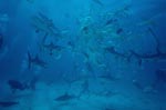 Karibische Riffhaie, Schwarzspitzenhaie und Taucher am chumsicle