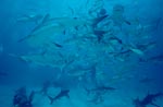Karibische Riffhaie und Schwarzspitzenhaie umschwimmen den “chumsicle”