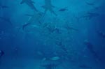 Karibische Riffhaie, Schwarzspitzenhaie und Taucher am chumsicle