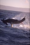 Springender Weißer Hai vor Seal Island