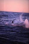 Springender Weißer Hai im letzten Abendlicht