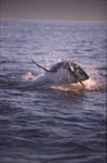 Springender Weißer Hai vor Seal Island