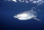 Ein sensibles Geschoepf: Junger Weißer Hai