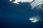 Ein seltener Anblick: Baby Weißer Hai