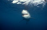 Junger Weißer Hai jagt dicht unter der Meeresoberflaeche