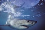 Eine perfekte Kreation der Natur: Der Weiße Hai