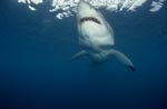 Weißer Hai auf der Suche nach Beute