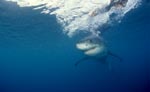 Baby Weißer Hai dicht unter der Meeresoberflaeche