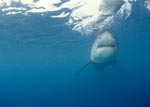 Weißer Hai auf der Suche nach Beute