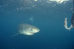 Baby Weiße Hai hat den Fischkoeder erreicht