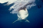 Weißer Hai schnappt zu