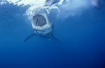 Tiefer Einblick in den Rachen des Weißen Hais
