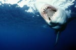 Praezise und effizient: Die Beißwerkzeuge des Weißen Hais 