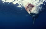 Effizient und gefuerchtet: Der Rachen des Weißen Hais