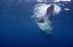 Weißer Hai reißt ein Stück aus dem Fischköder