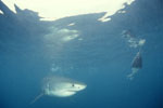 Baby Weißer Hai vor dem Fischkoeder