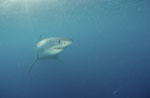 Weißer Hai Baby schaut sich um