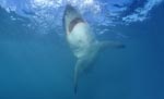 Weißer Hai steigt senkrecht nach oben