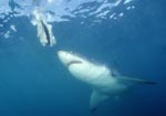 Weißer Hai schaut zum Fischköder 