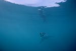 Baby Weißer Hai in der Unendlichkeit des Ozeans