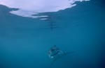 Baby Weißer Hai im unendlichen Ozean 