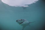 Gejagter Jäger: Der Weißer Hai 