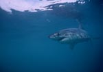 Weißer Hai sucht nach Beute direkt unter der Wasseroberflaeche