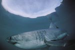 Weißer Hai im Bereich der Wasseroberfläche