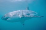 Die Eleganz und Effizienz vom Weißen Hai ist faszinierend