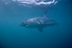 In den Weltmeeren zu Hause: Der Weiße Hai