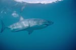 Imposant und beeindruckend ist dieser Weiße Hai