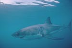 Weißer Hai: Räuber der Meere