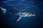 Großer Weiße Hai an der Meeresoberflaeche