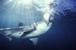 Großer Weißer Hai beißt zu