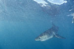Baby Weißer Hai dicht unter der Wasseroberflaeche