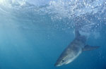 Dynamisch taucht ein Baby Weißer Hai auf