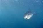 Baby Weißer Hai schwimmt frontal an